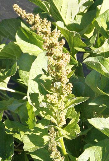Good King Henry Flowers